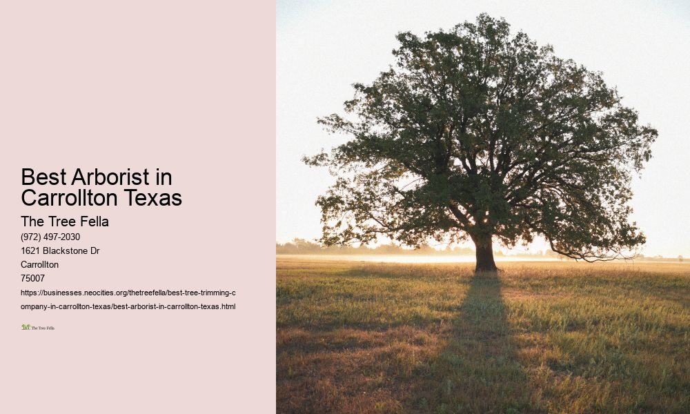 Best Arborist in Carrollton Texas