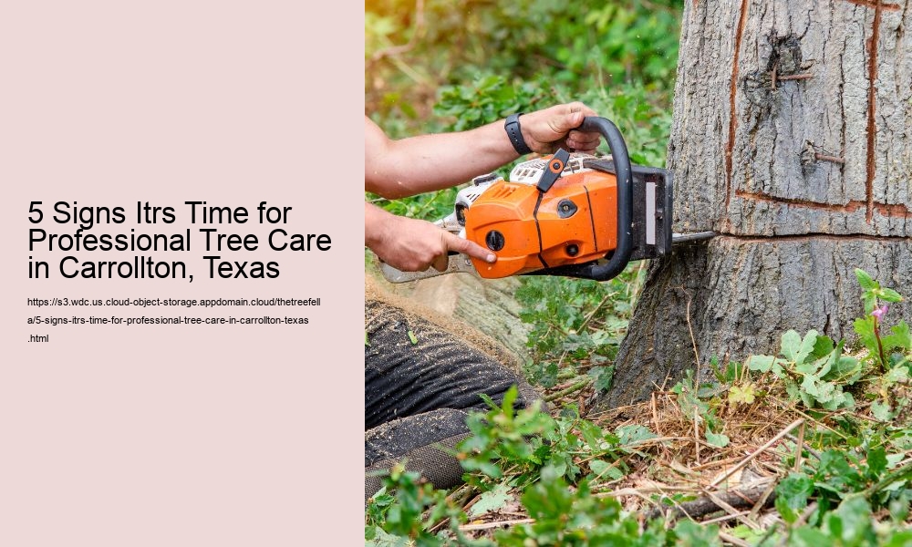 5 Signs Itrs Time for Professional Tree Care in Carrollton, Texas