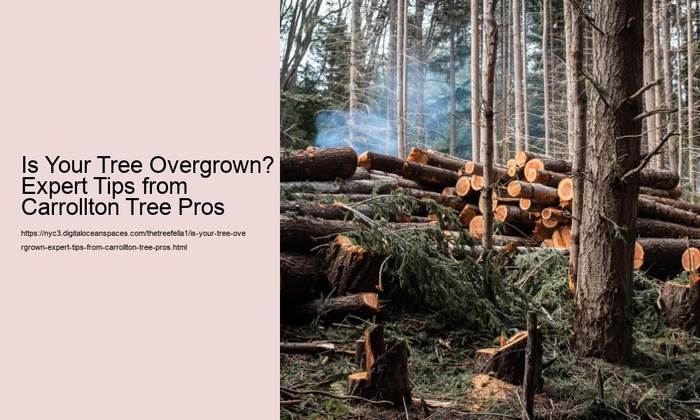 Is Your Tree Overgrown? Expert Tips from Carrollton Tree Pros